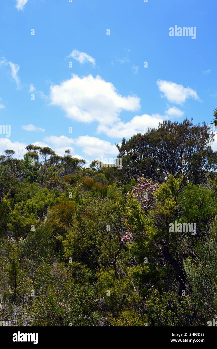 A view of scrubby bushland at Wentworth Falls in the Blue Mountains of Australia Stock Photo