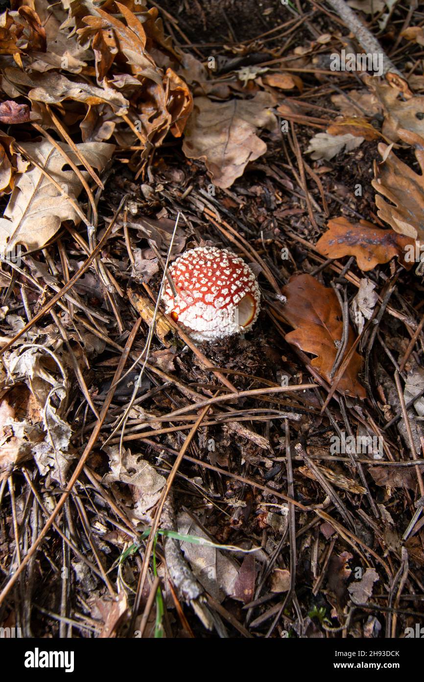 Amanita muscaria (Fly agaric), also a muscimol mushroom with a bite on the side.  Poisonous mushroom with psychoactive substances. Stock Photo