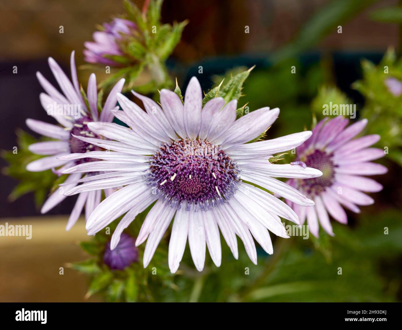 Lovely Berkheya Purpurea – Zulu Warrior,daisy-like flowers. Natural close-up flower portrait Stock Photo