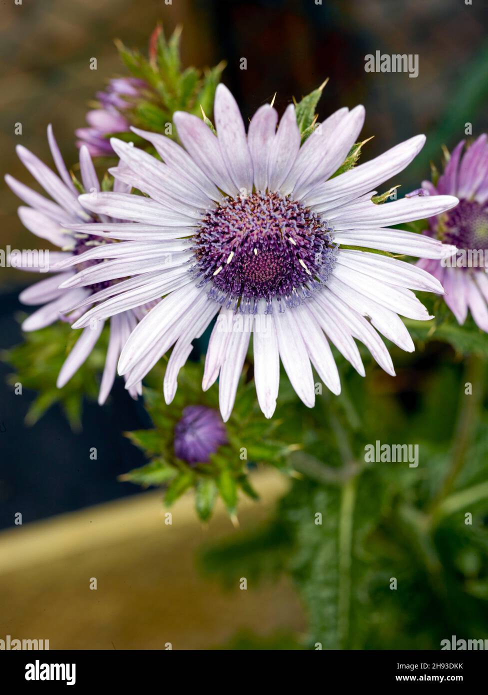 Lovely Berkheya Purpurea – Zulu Warrior,daisy-like flowers. Natural close-up flower portrait Stock Photo