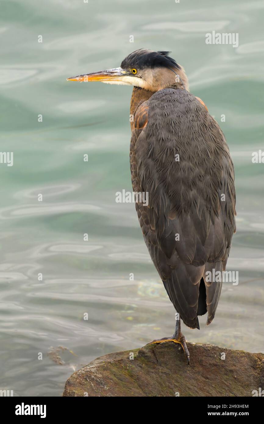 A great blue heron standing on one leg on the shore of Puget Sound in Western Washington with feather detail on the back of the bird visible Stock Photo