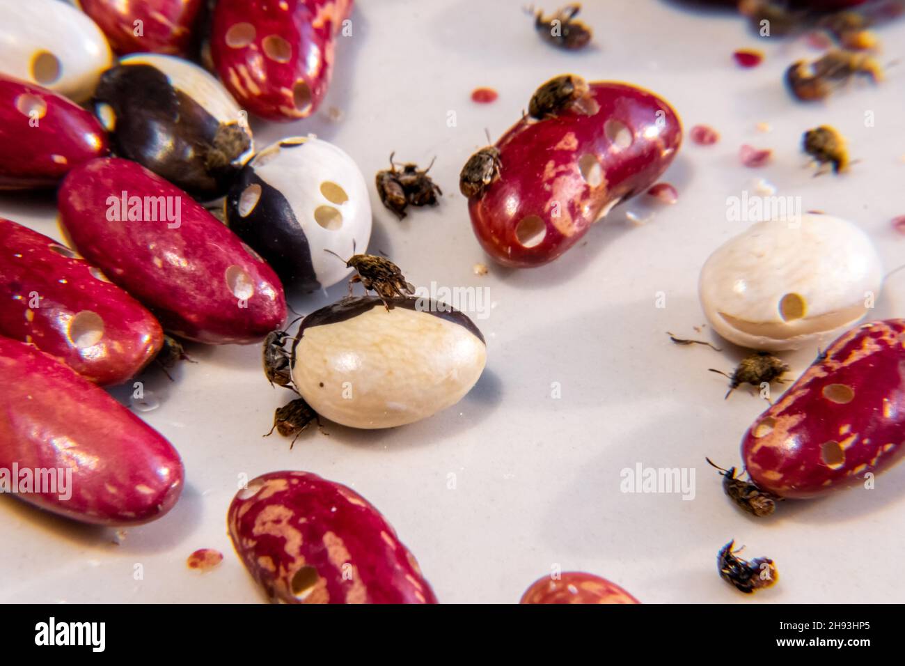 agricultural parasite - a bean weevil beetle destroys stocks in ...