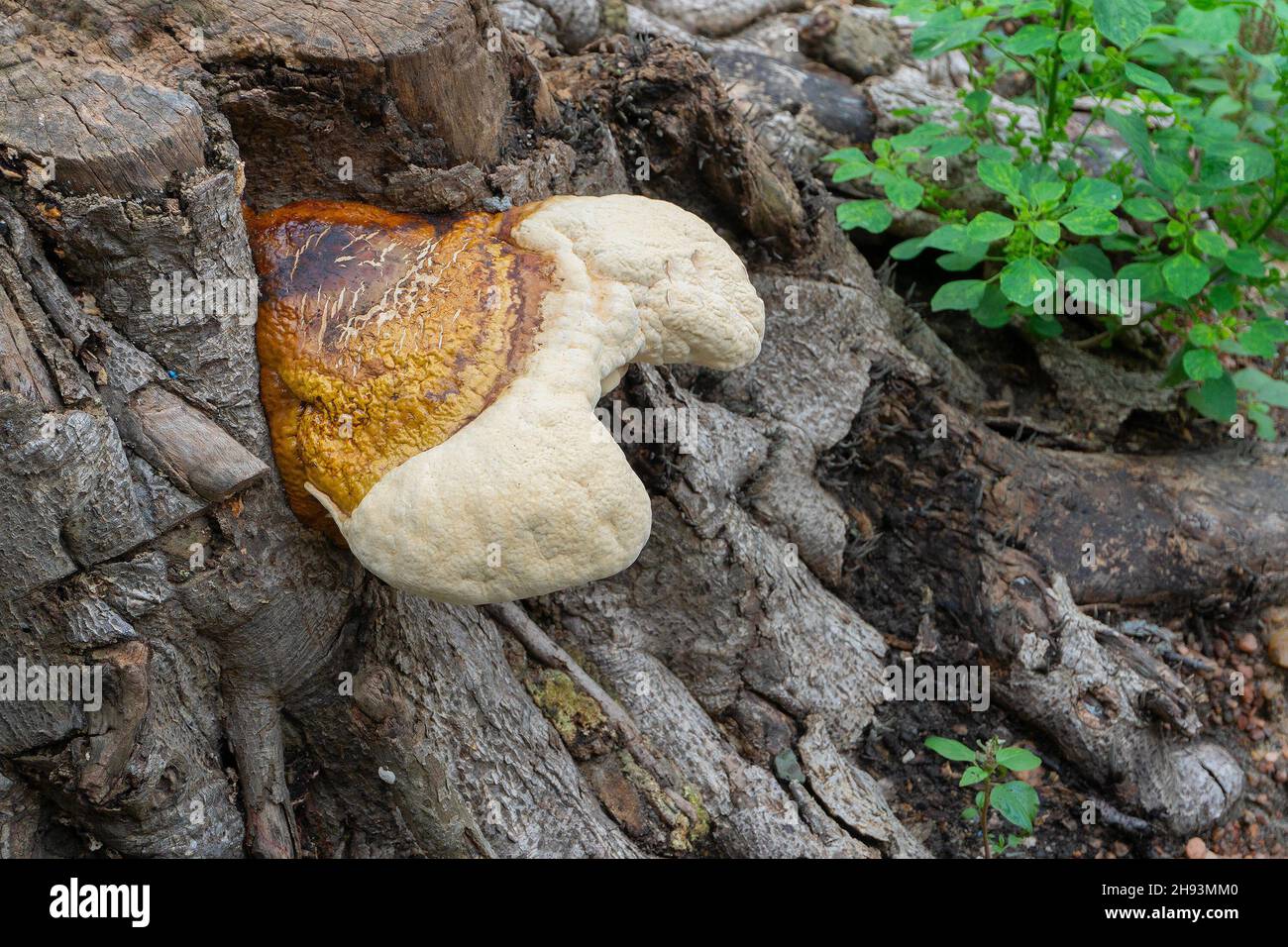 Hoof fungus mushroom hi-res stock photography and images - Alamy