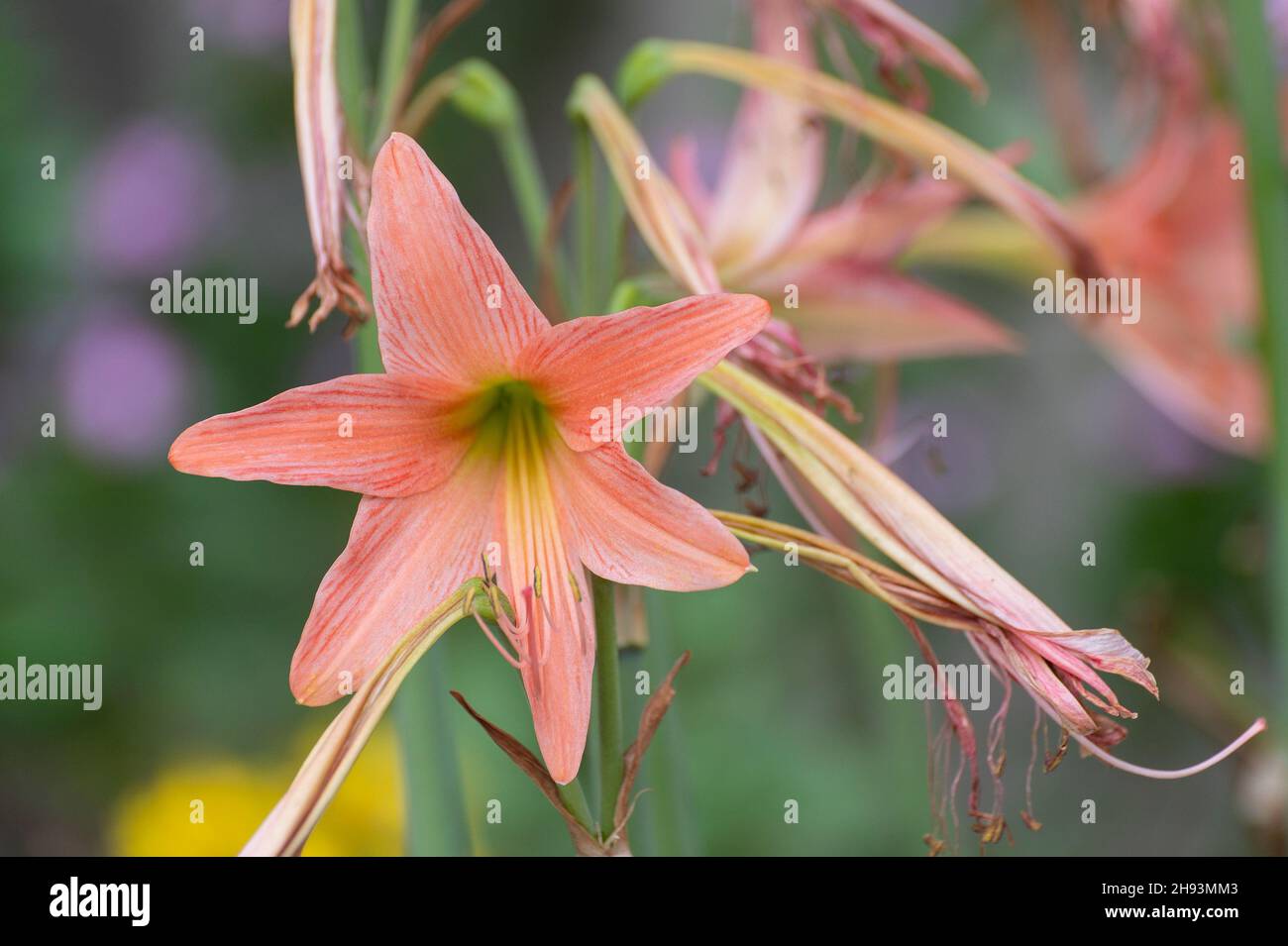 Pink Lily flowers, Lilium is a genus of herbaceous flowering plants growing from bulbs, all with large prominent flowers. Shot at Howrah, West Bengal, Stock Photo