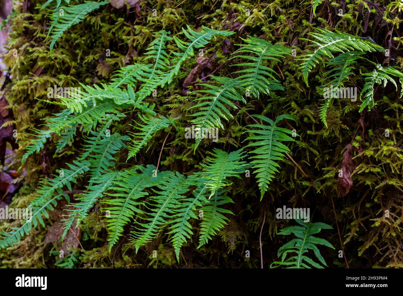 Licorice Fern, Polypodium glycyrrhiza, growing on a mossy Bigtooth Maple trunk in Skokomish River area of Olympic National Forest, Washington State, U Stock Photo