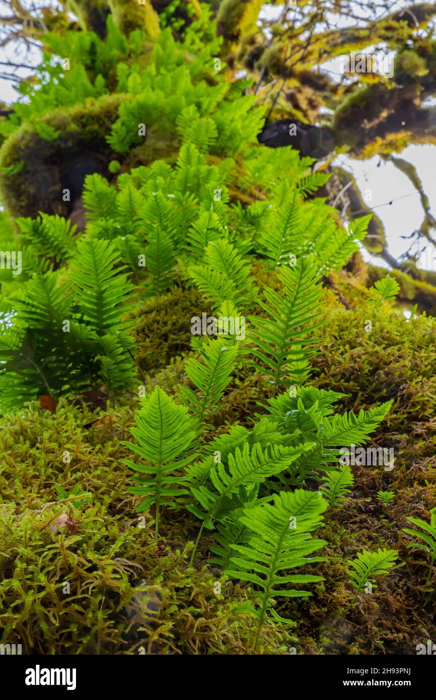 Licorice fern hires stock photography and images Alamy