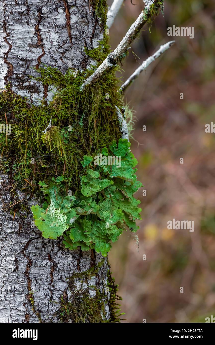 Oregon Lungwort, Lobaria oregana, lichen growing on a tree trunk in the Skokomish area of Olympic National Forest, Washington State, USA Stock Photo