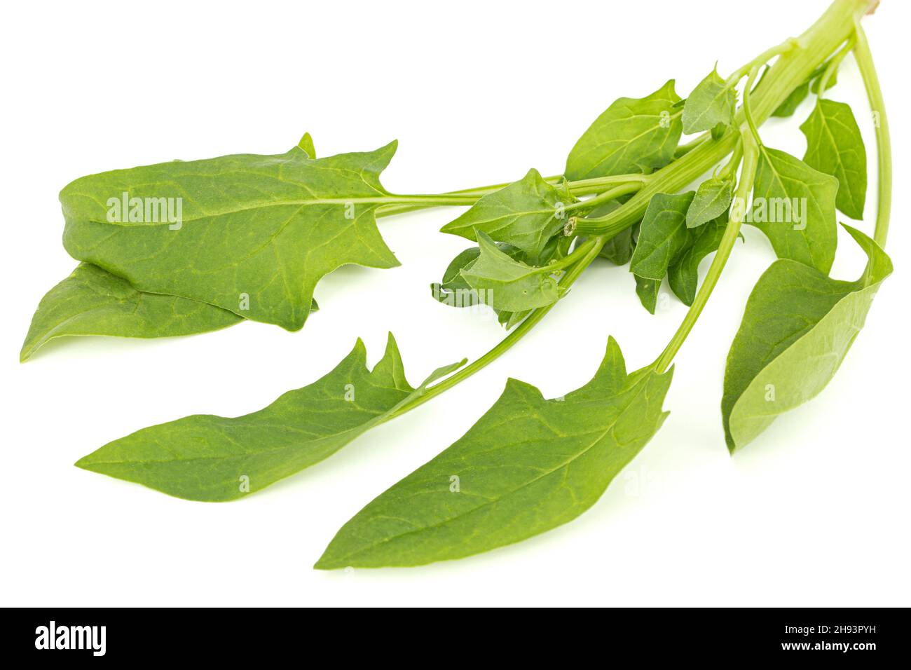 Spinach leaves isolated on white background Stock Photo - Alamy