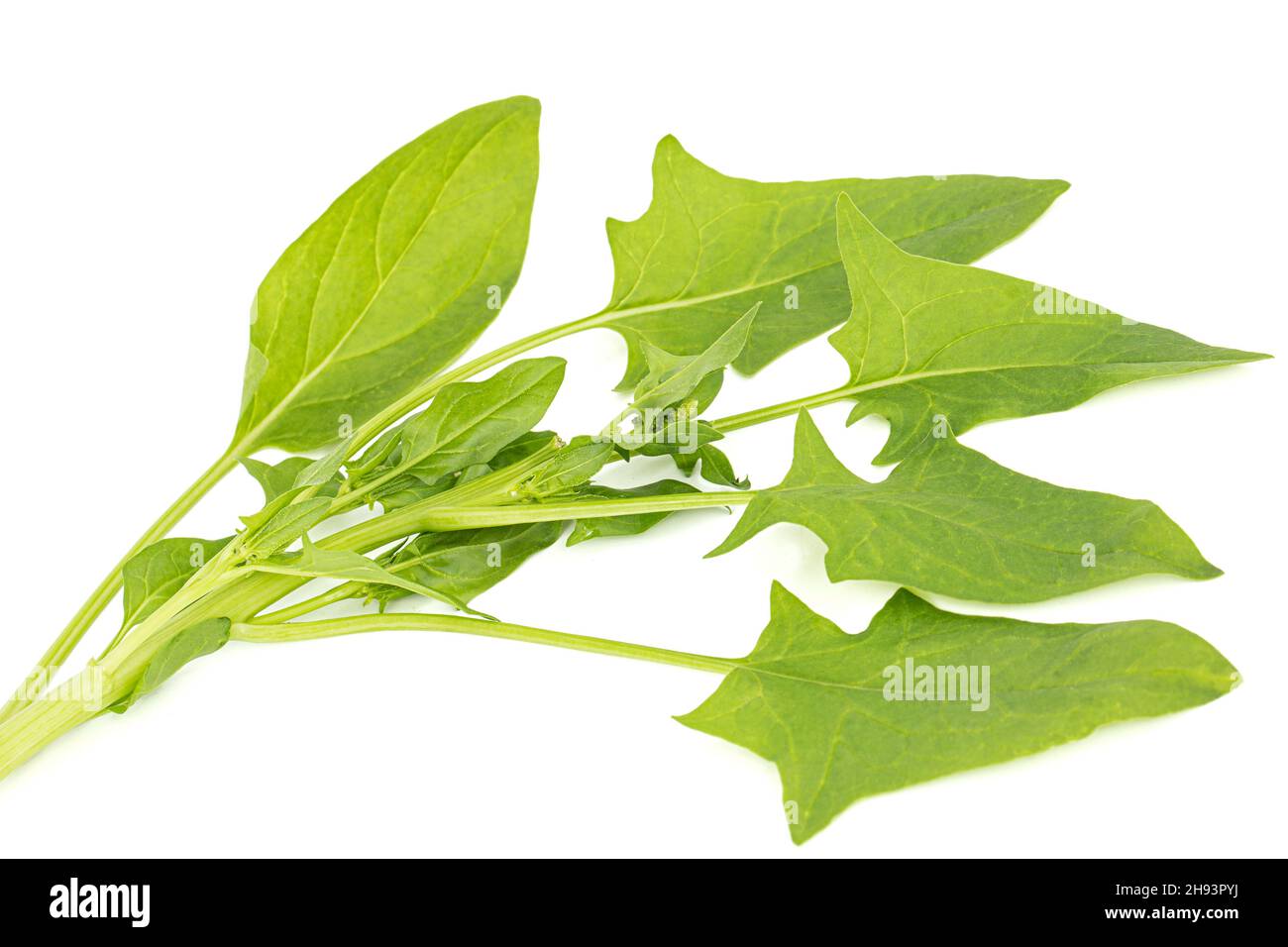 Spinach leaves isolated on white background Stock Photo - Alamy