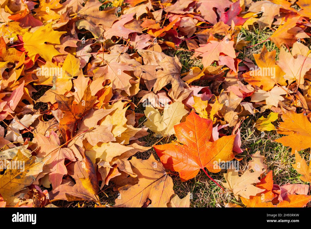 Colorful fallen maple leaves hi-res stock photography and images - Alamy