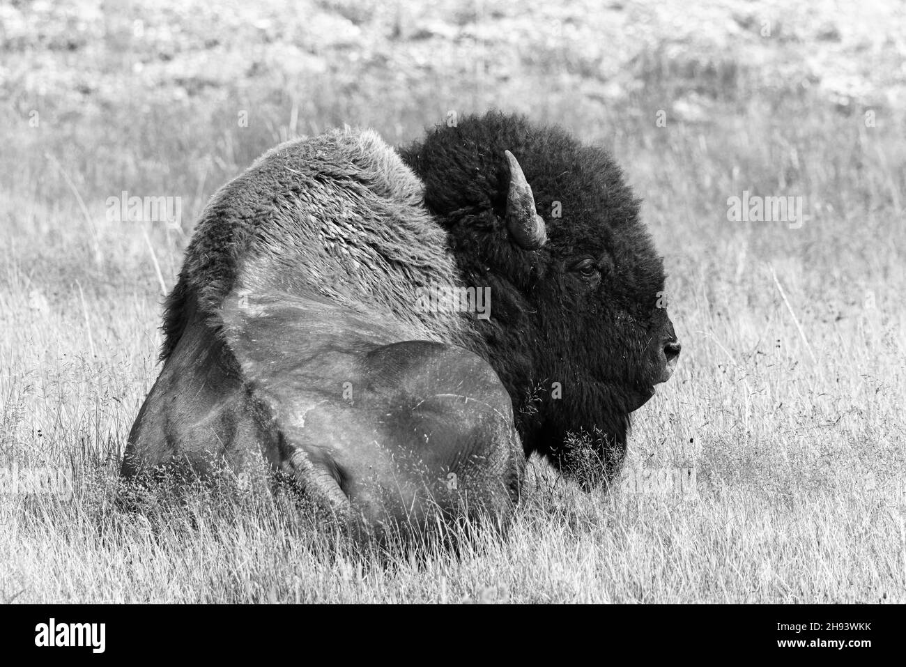 An American bison shows his strength, even while half-dozing; Yellowstone National Park, Wyoming. Stock Photo