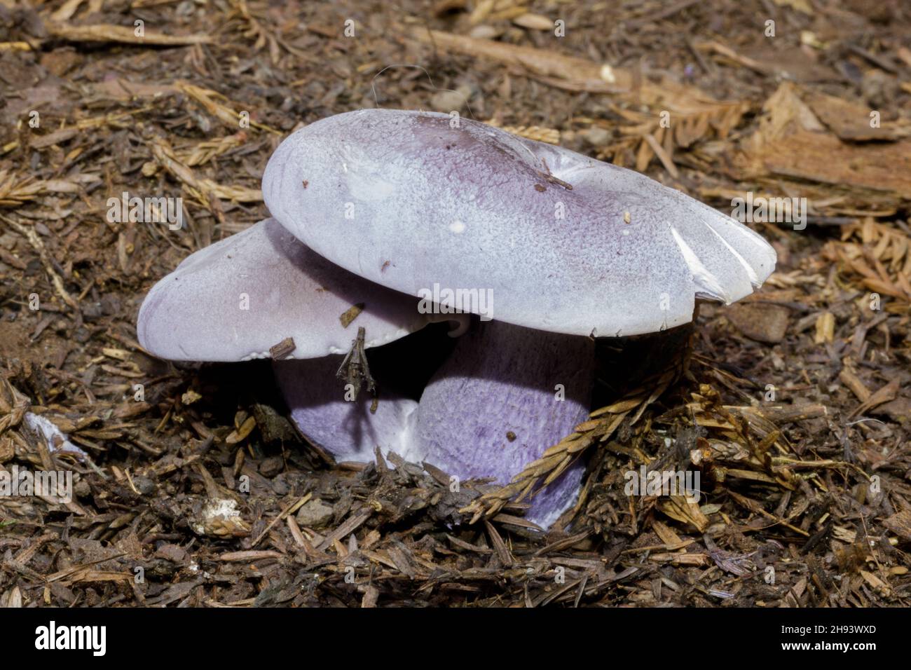 Wood blewit mushroom. Thornewood Preserve, San Mateo County, California. Stock Photo