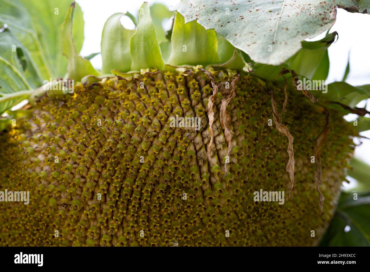 Selective focus on drooping sunflower head after petals have wilted