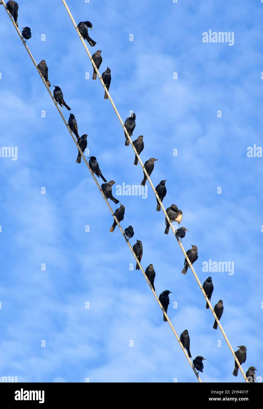 Tristrams starling flock rest on cable Stock Photo