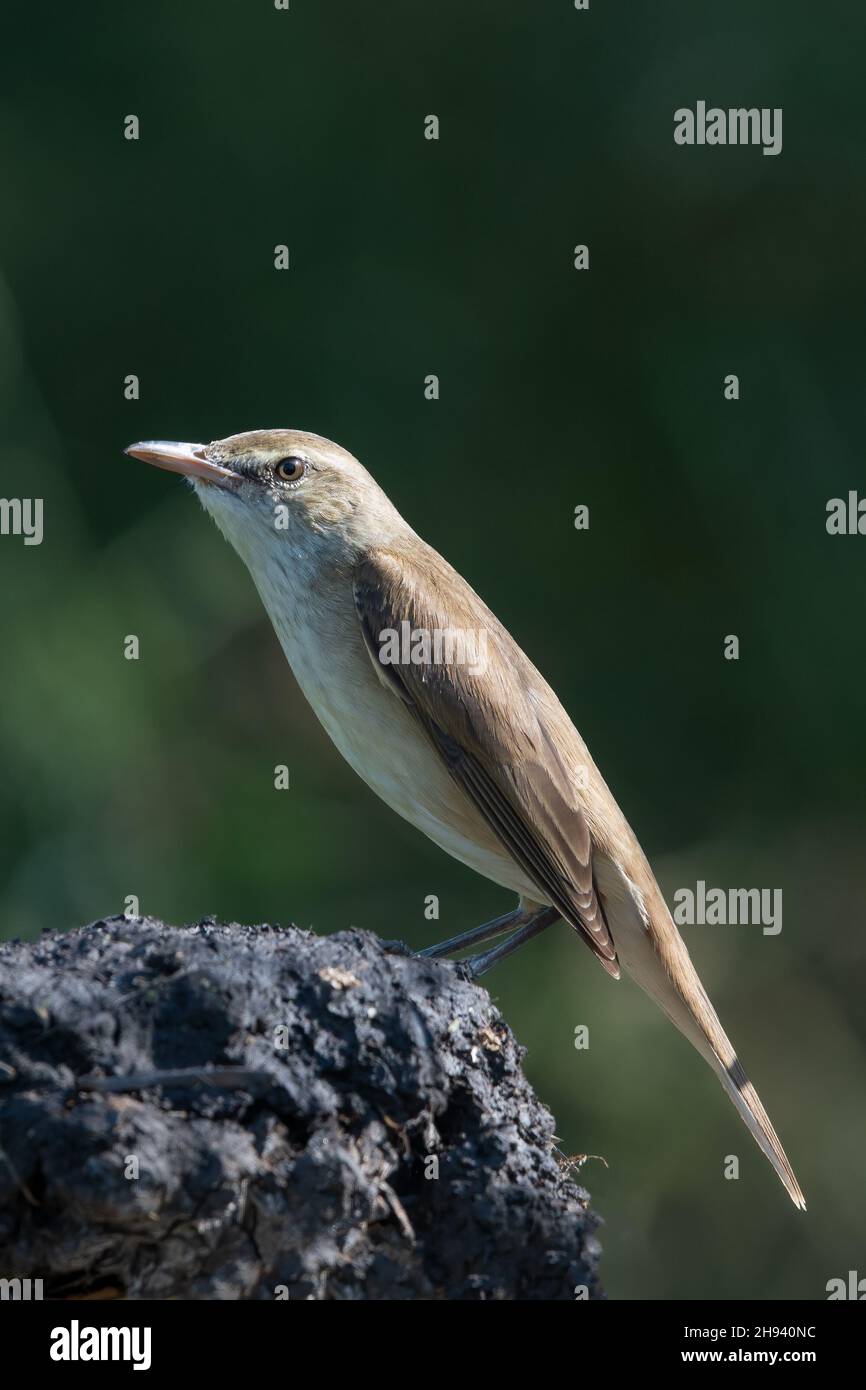 The Oriental reed warbler (Acrocephalus orientalis) is a passerine bird of eastern Asia belonging to the reed warbler genus Acrocephalus. It was forme Stock Photo