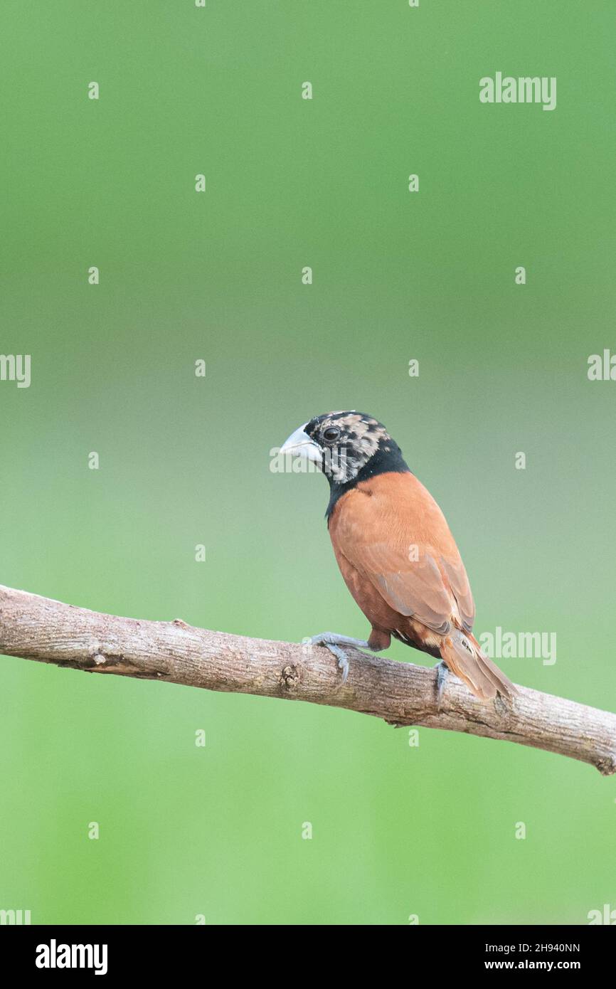 The chestnut munia or black-headed munia (Lonchura atricapilla) is a small passerine. It was formerly considered conspecific with the closely related Stock Photo