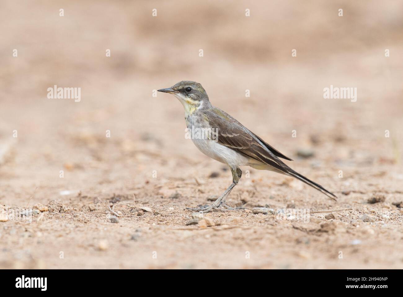 The eastern yellow wagtail (Motacilla tschutschensis) is a small passerine in the wagtail family Motacillidae, which also includes the pipits and long Stock Photo