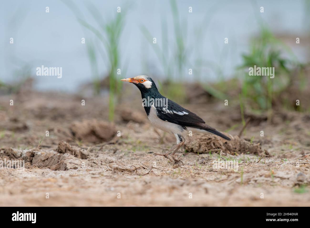 The pied myna or Asian pied starling (Gracupica contra) is a species of starling found in the Indian subcontinent and Southeast Asia. They are usually Stock Photo