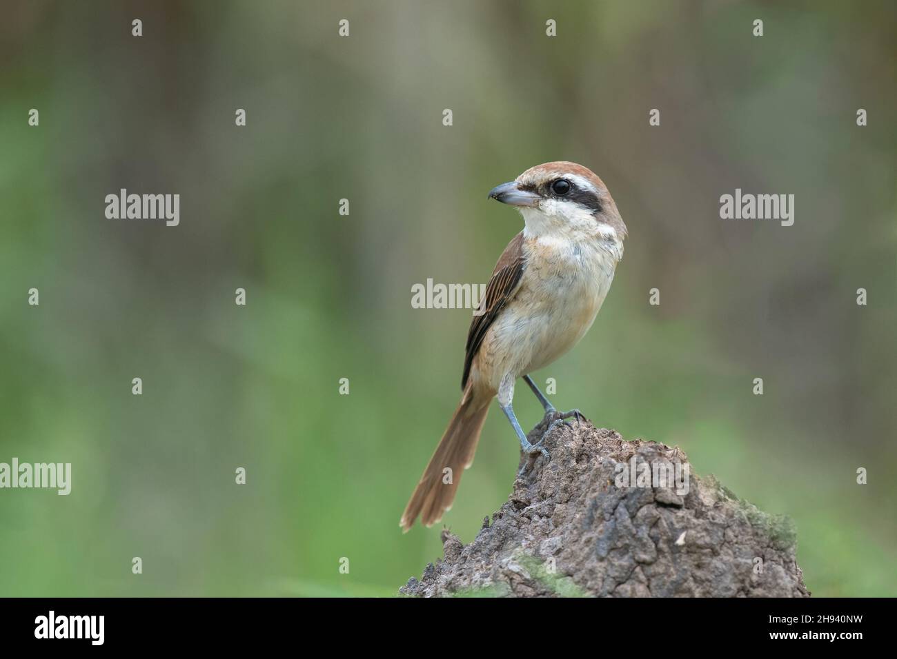 The brown shrike (Lanius cristatus) is a bird in the shrike family that is found mainly in Asia. Stock Photo