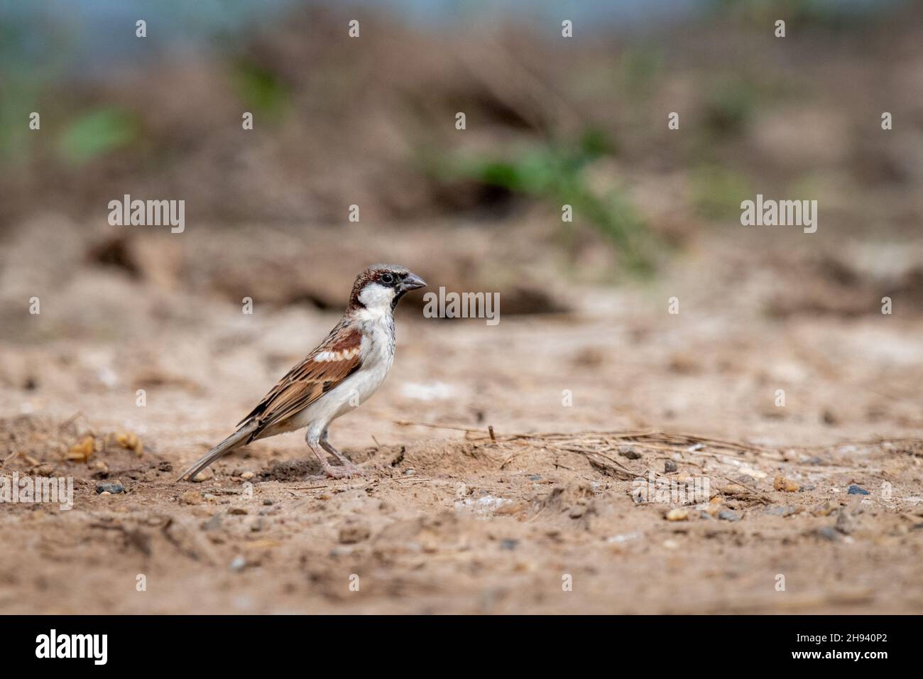 The house sparrow (Passer domesticus) is a bird of the sparrow family Passeridae, found in most parts of the world. It is a small bird that has a typi Stock Photo