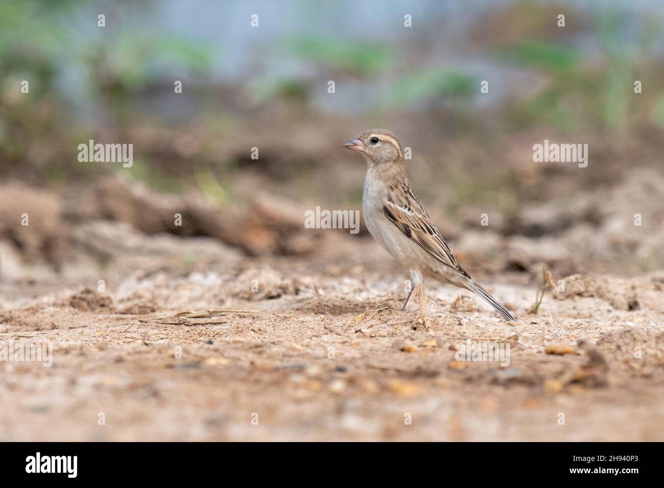 The house sparrow (Passer domesticus) is a bird of the sparrow family Passeridae, found in most parts of the world. It is a small bird that has a typi Stock Photo