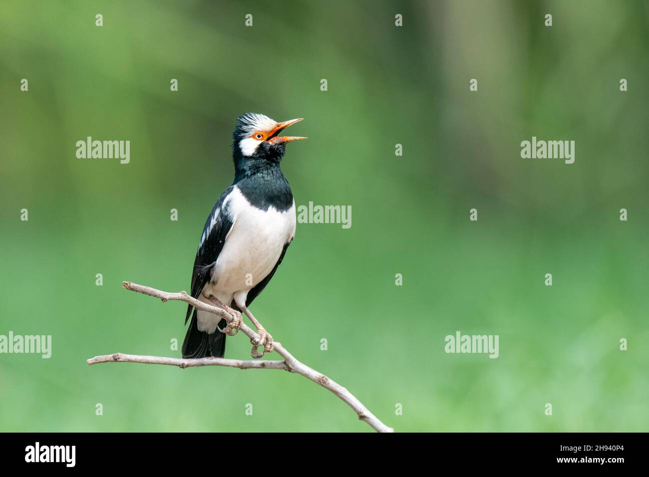 The pied myna or Asian pied starling (Gracupica contra) is a species of starling found in the Indian subcontinent and Southeast Asia. They are usually Stock Photo