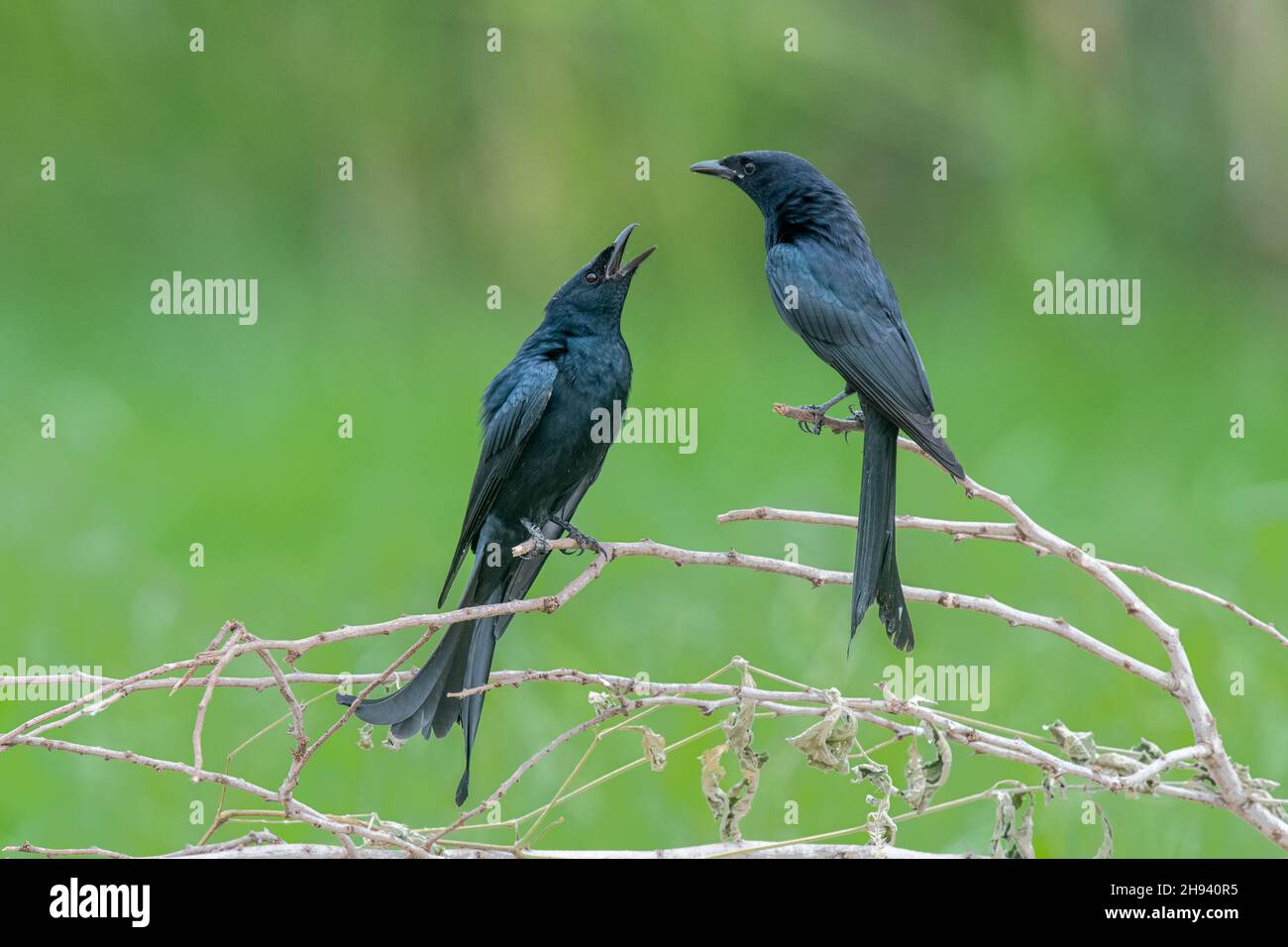 The black drongo (Dicrurus macrocercus) is a small Asian passerine bird of the drongo family Dicruridae. It is a common resident breeder in much of tr Stock Photo