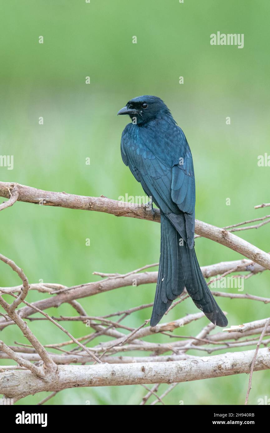 The black drongo (Dicrurus macrocercus) is a small Asian passerine bird of the drongo family Dicruridae. It is a common resident breeder in much of tr Stock Photo