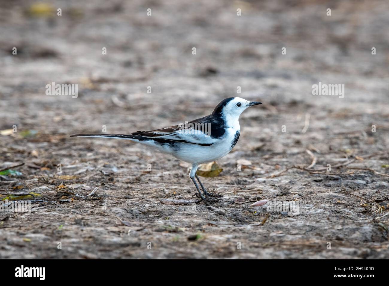 The white wagtail is an insectivorous bird of open country, often near habitation and water. It prefers bare areas for feeding, where it can see and p Stock Photo