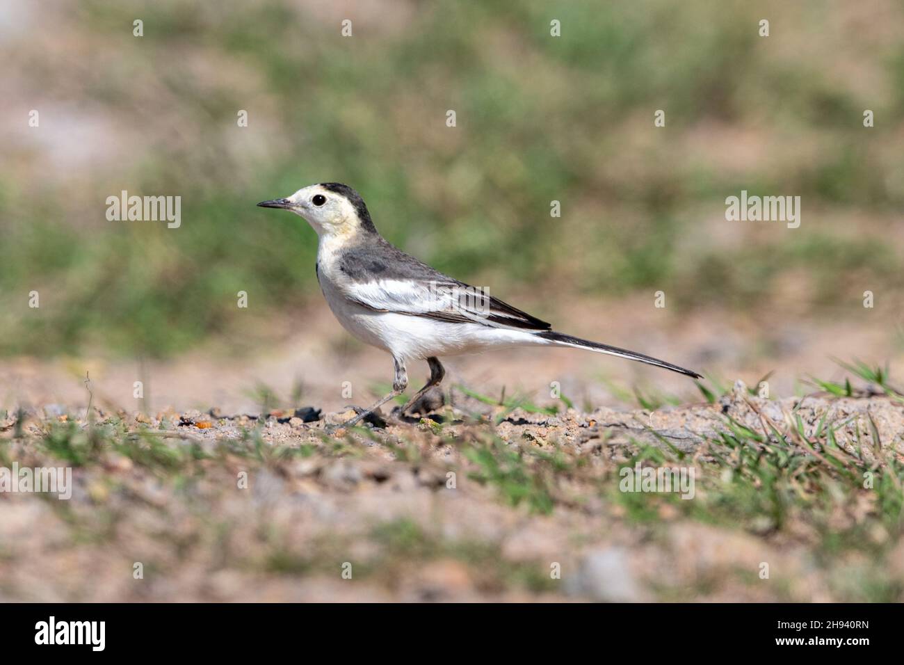 The white wagtail is an insectivorous bird of open country, often near habitation and water. It prefers bare areas for feeding, where it can see and p Stock Photo