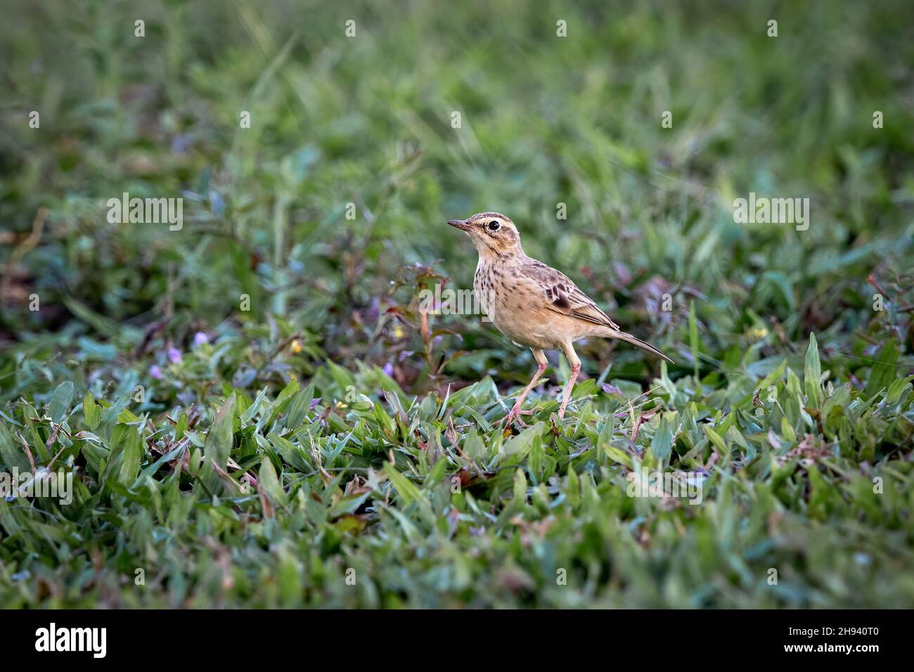 The paddyfield pipit or Oriental pipit (Anthus rufulus) is a small passerine bird in the pipit and wagtail family.It is a resident (non-migratory) bre Stock Photo