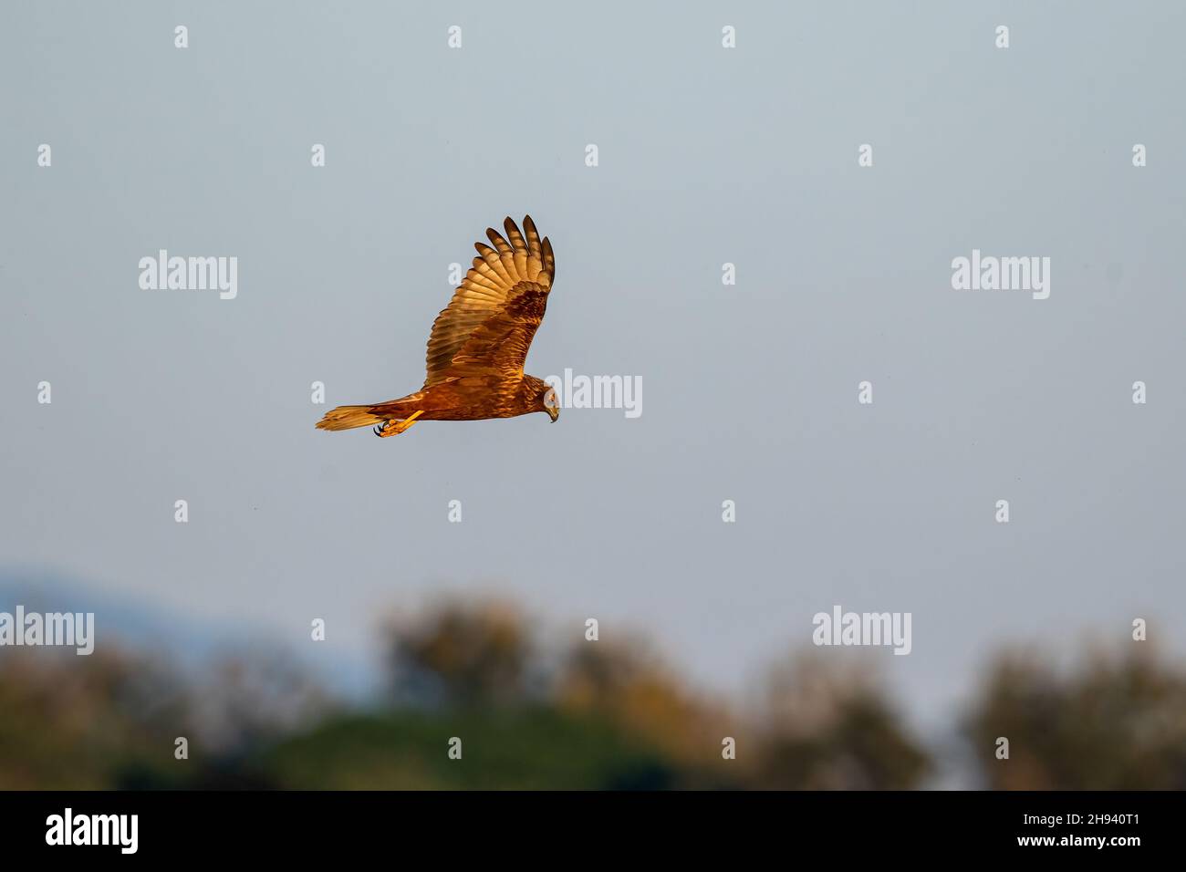 The eastern marsh harrier (Circus spilonotus) is a bird of prey belonging to the marsh harrier group of harriers. It was previously considered to be c Stock Photo