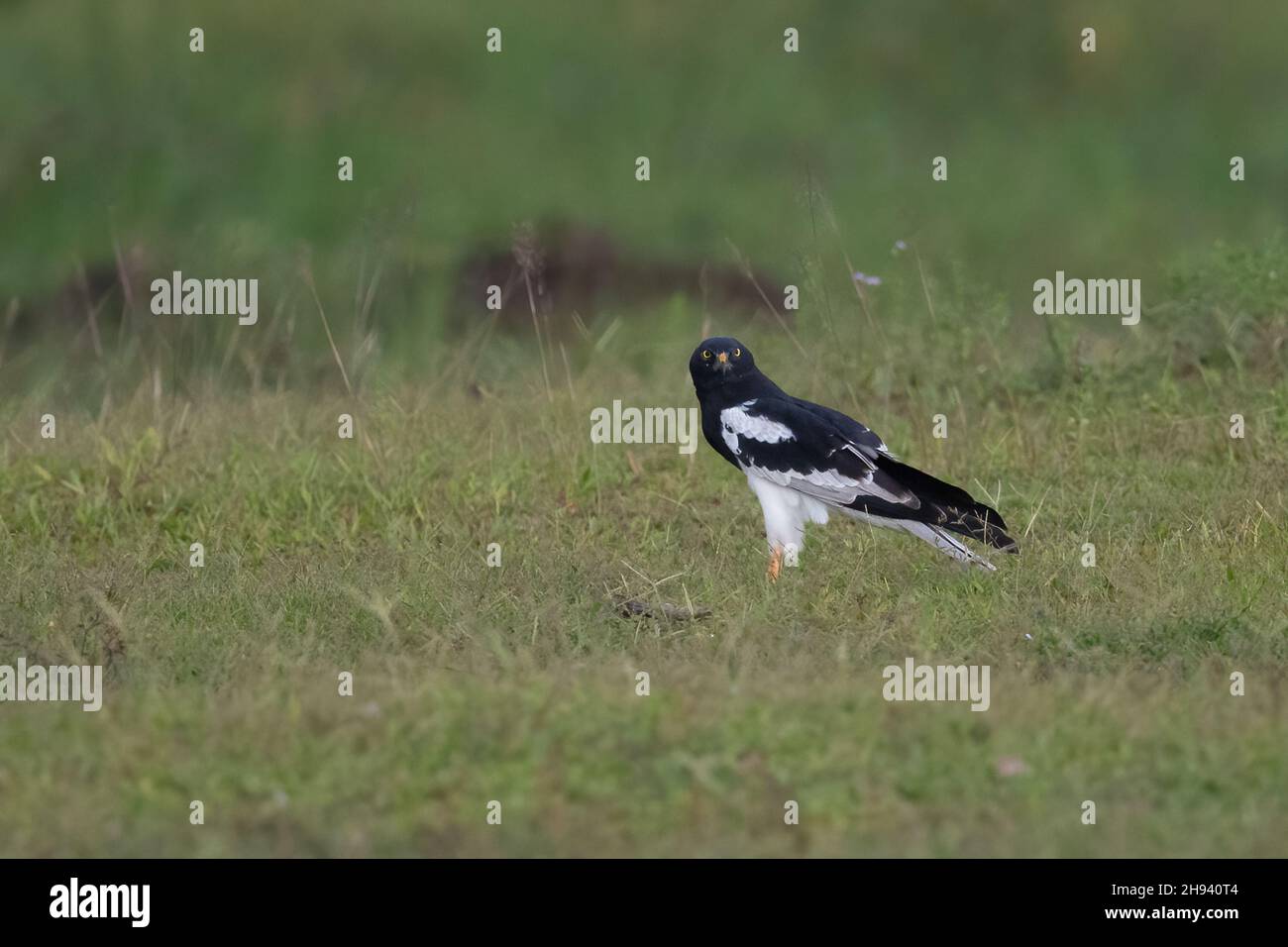 The pied harrier (Circus melanoleucos) is an Asian species of bird of prey in the family Accipitridae. It is migratory, breeding from the Amur valley Stock Photo