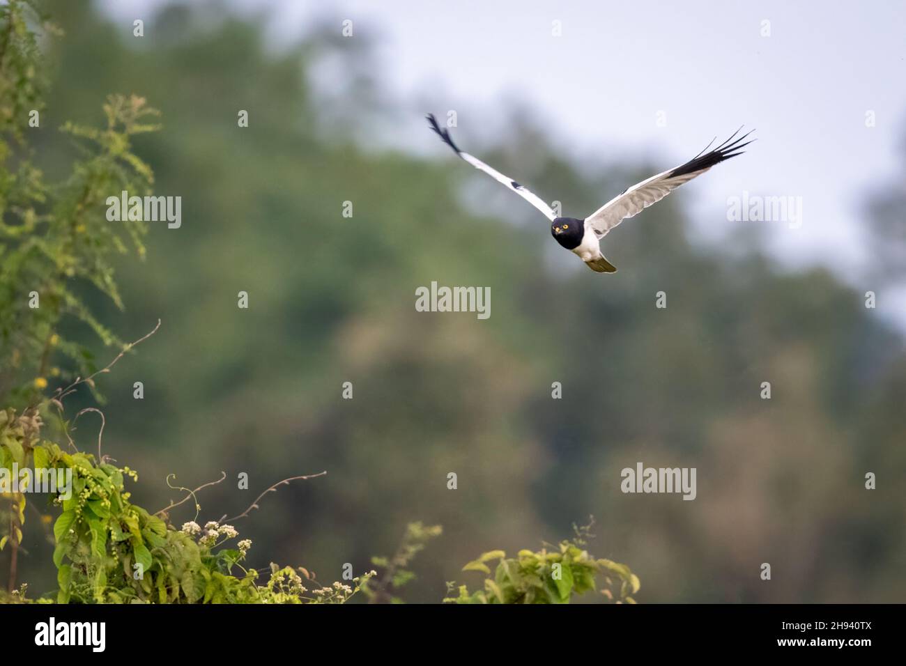 The pied harrier (Circus melanoleucos) is an Asian species of bird of prey in the family Accipitridae. It is migratory, breeding from the Amur valley Stock Photo