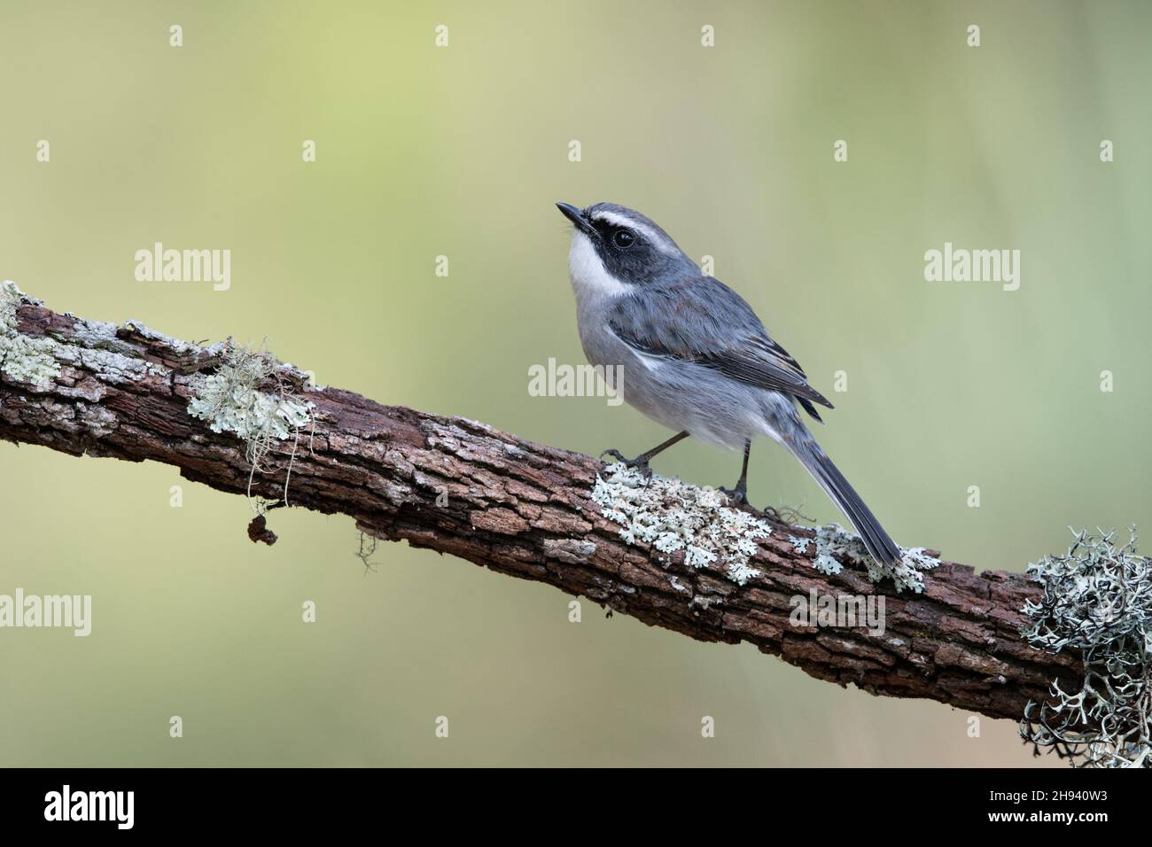 The grey bush chat (Saxicola ferreus) is a species of passerine bird in the family Muscicapidae. It is found in the Himalayas, southern China, Taiwan, Stock Photo