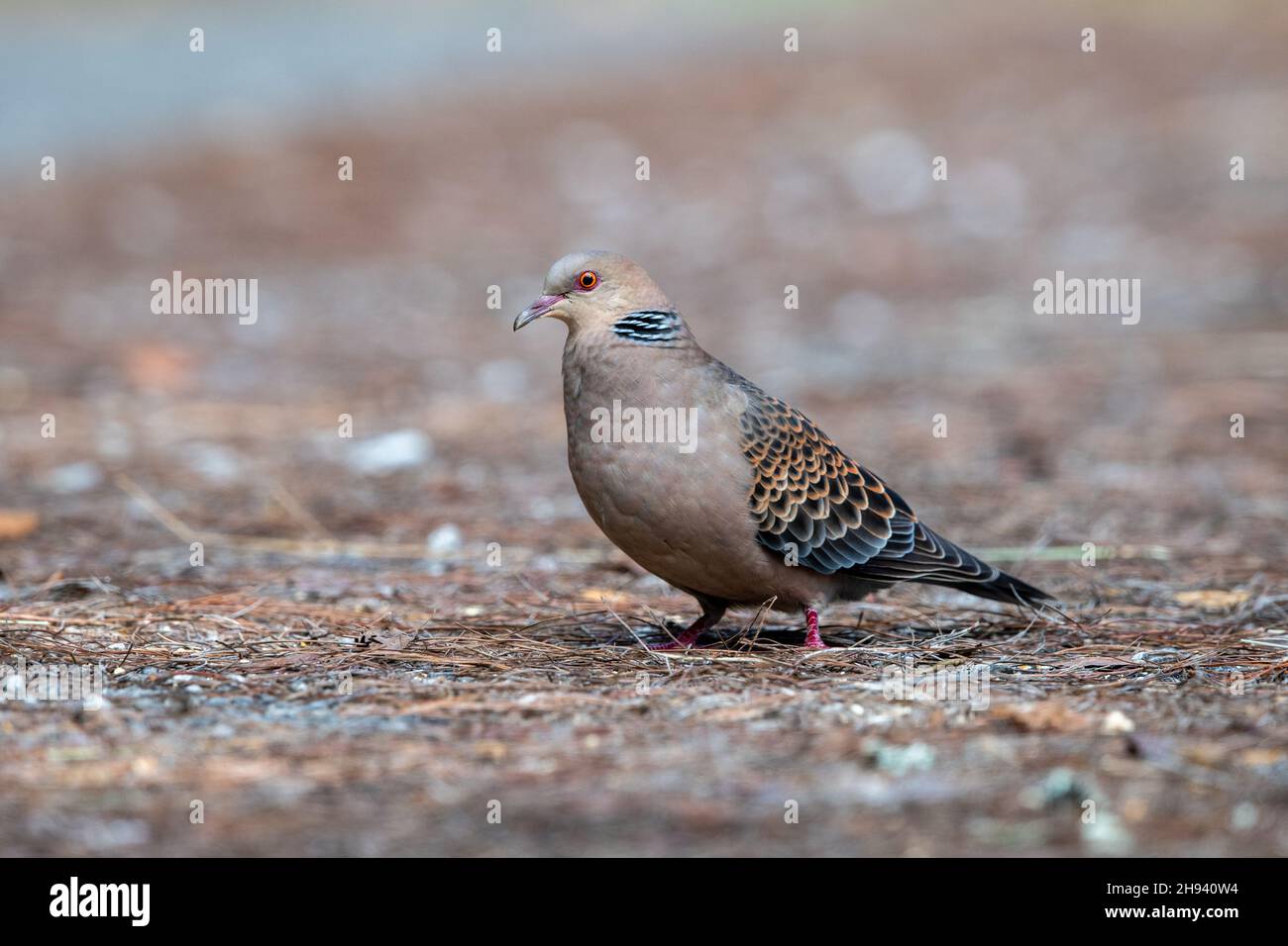The Oriental turtle dove or rufous turtle dove (Streptopelia orientalis) is a member of the bird family Columbidae. The species has a wide native dist Stock Photo