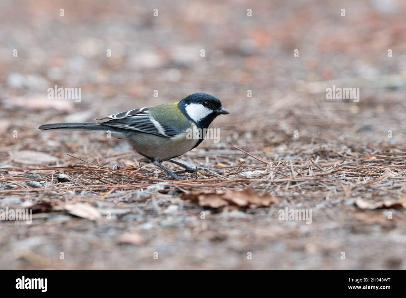 The Japanese tit (Parus minor), also known as the Oriental tit, is a passerine bird. Until recently, this species was classified as a subspecies of gr Stock Photo