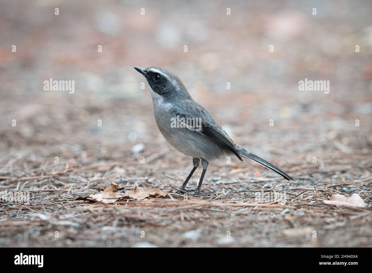 The grey bush chat (Saxicola ferreus) is a species of passerine bird in the family Muscicapidae. It is found in the Himalayas, southern China, Taiwan, Stock Photo