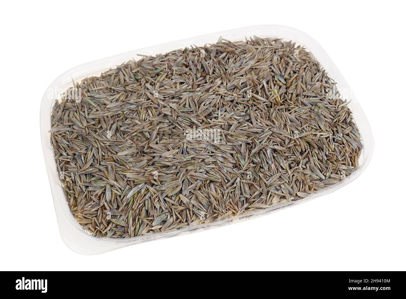 Lawn grass seeds in plastic  box isolated studio macro Stock Photo