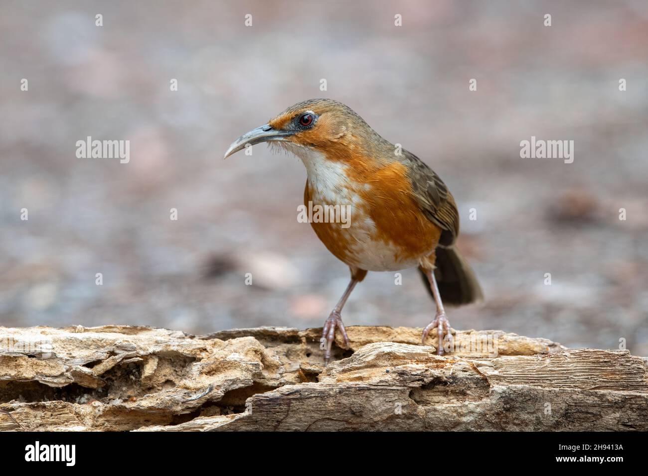 The rusty-cheeked scimitar babbler (Erythrogenys erythrogenys) is a species of bird in the family Timaliidae native to South-East Asia. Stock Photo