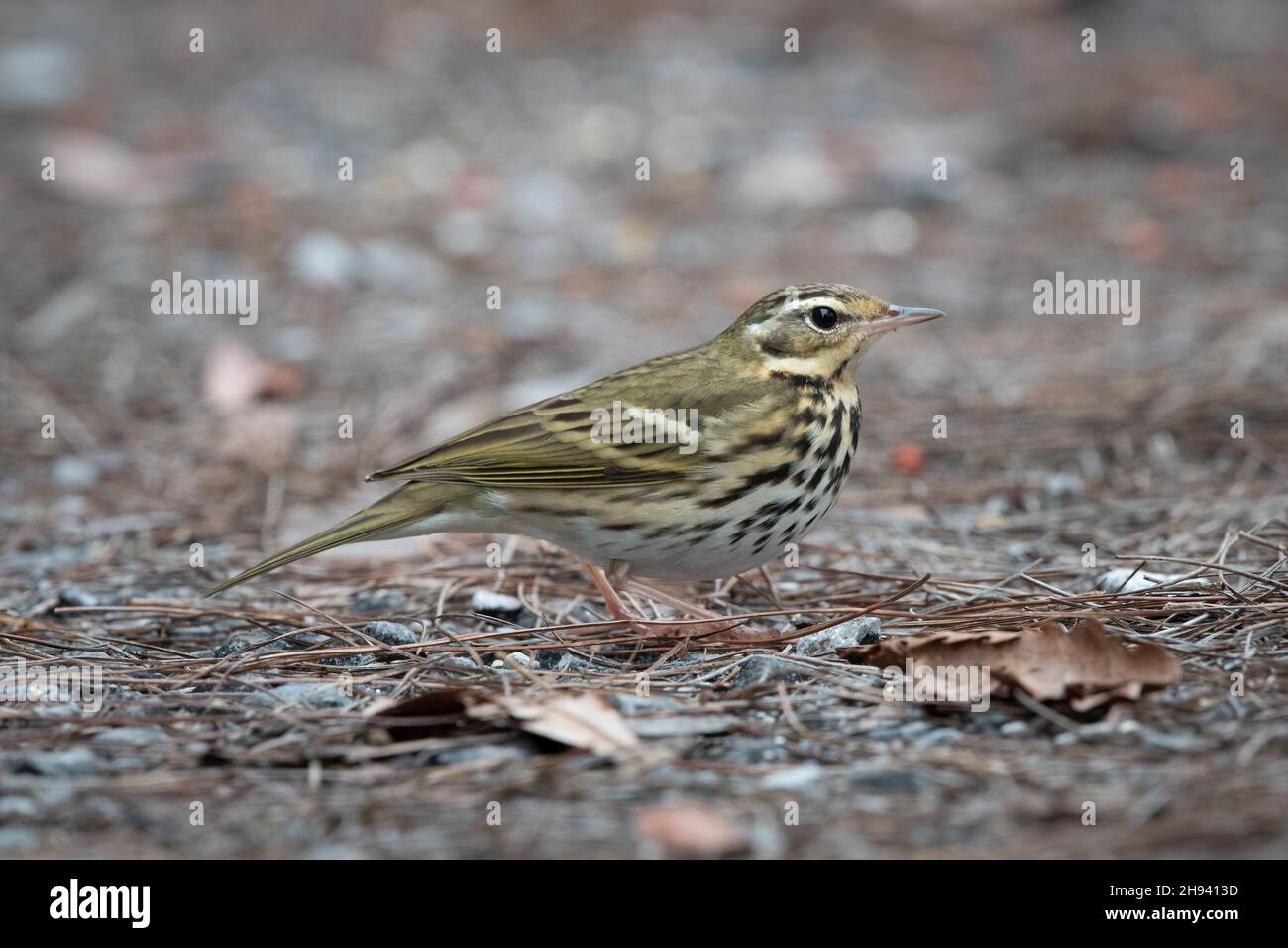 The olive-backed pipit (Anthus hodgsoni) is a small passerine bird of the pipit (Anthus) genus, which breeds across southern, north central and easter Stock Photo