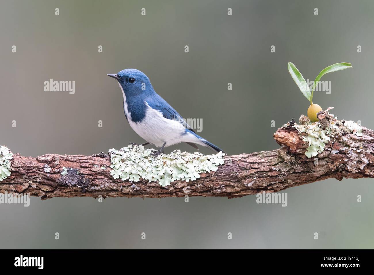 The ultramarine flycatcher or the white-browed blue flycatcher (Ficedula superciliaris) is a small arboreal Old World flycatcher in the ficedula famil Stock Photo