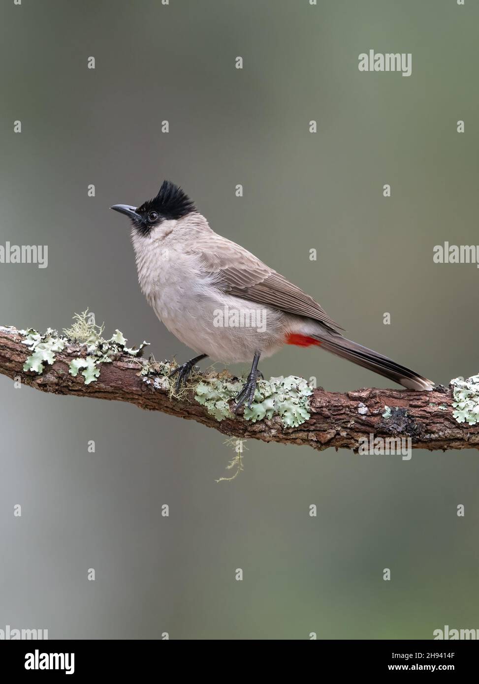 The sooty-headed bulbul (Pycnonotus aurigaster) is a species of songbird in the Bulbul family, Pycnonotidae. It is found in south-eastern Asia. Its na Stock Photo