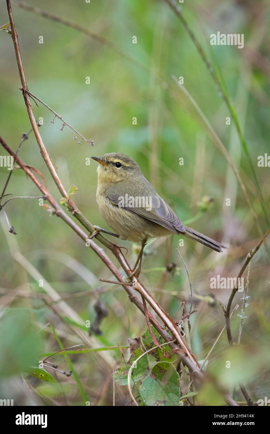 The buff-throated warbler (Phylloscopus subaffinis) is a species of leaf warbler (family Phylloscopidae). It was formerly included in the 'Old World w Stock Photo