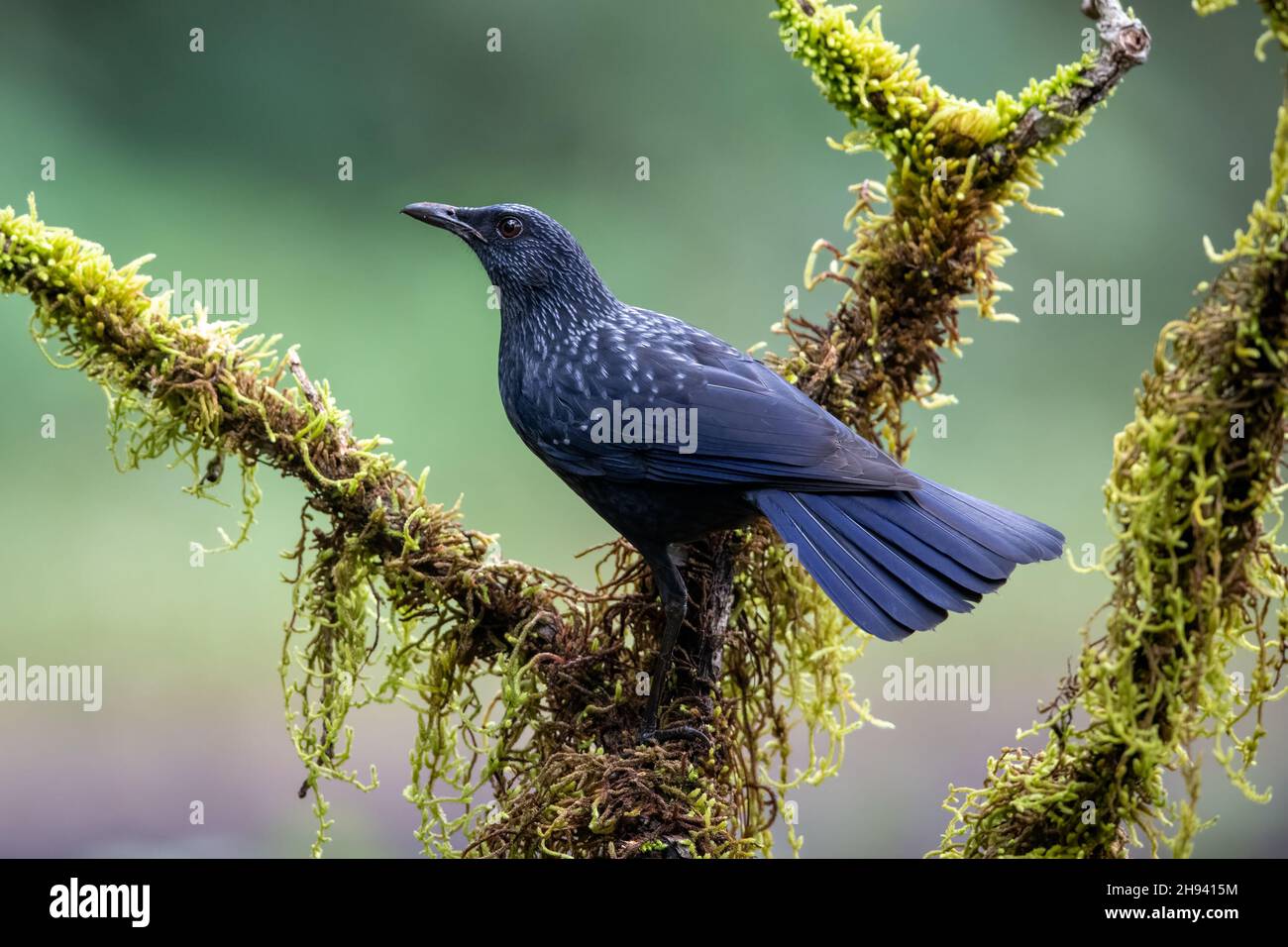 The blue whistling thrush (Myophonus caeruleus) is a whistling thrush that is found in the mountains of Central Asia, South Asia, China and Southeast Stock Photo