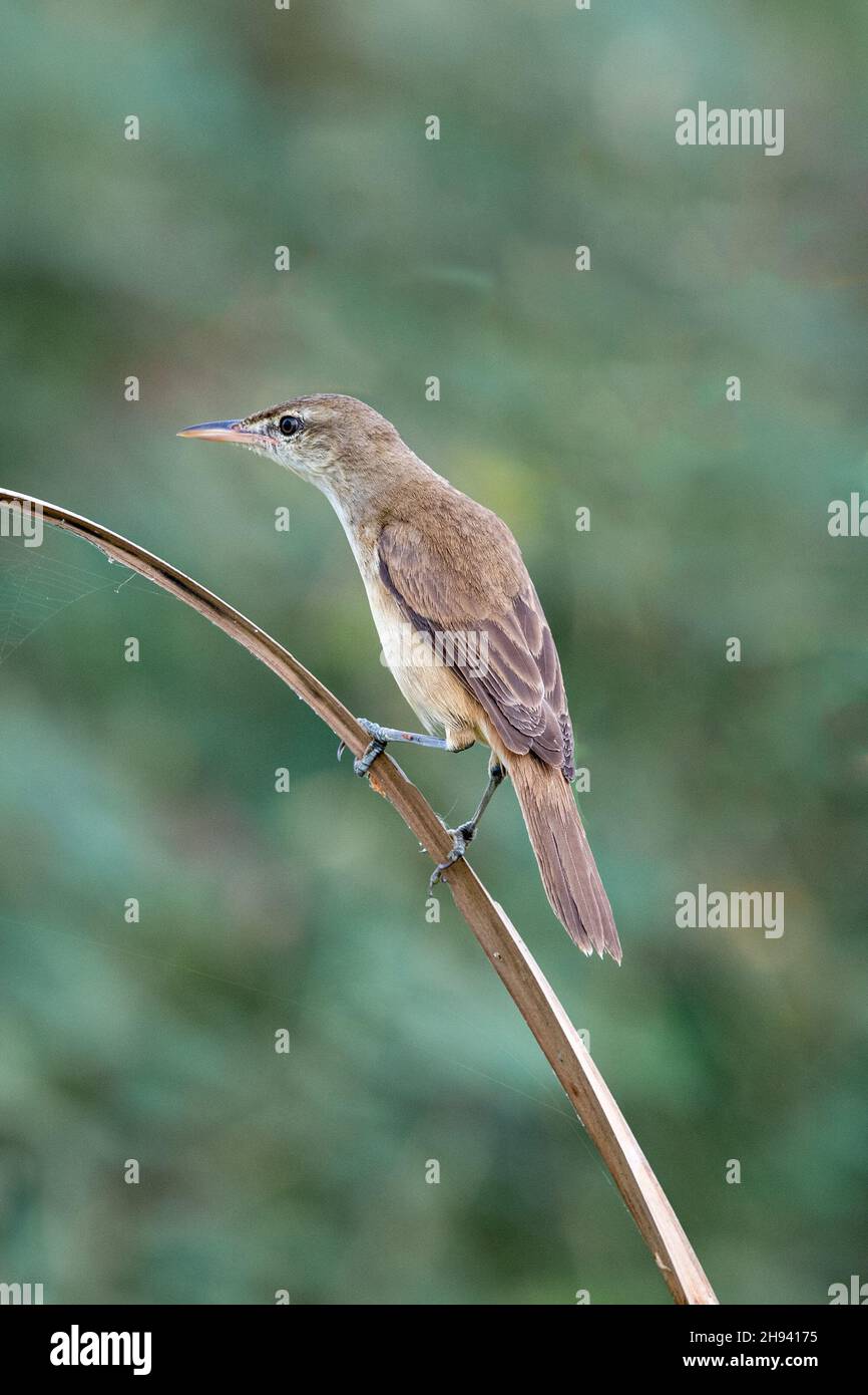 The Oriental reed warbler (Acrocephalus orientalis) is a passerine bird of eastern Asia belonging to the reed warbler genus Acrocephalus. It was forme Stock Photo