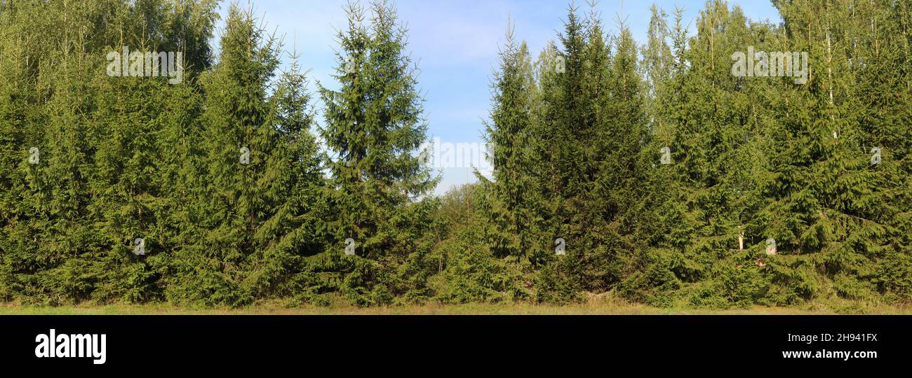 Young slender spruce trees grow along the road  landscape Stock Photo