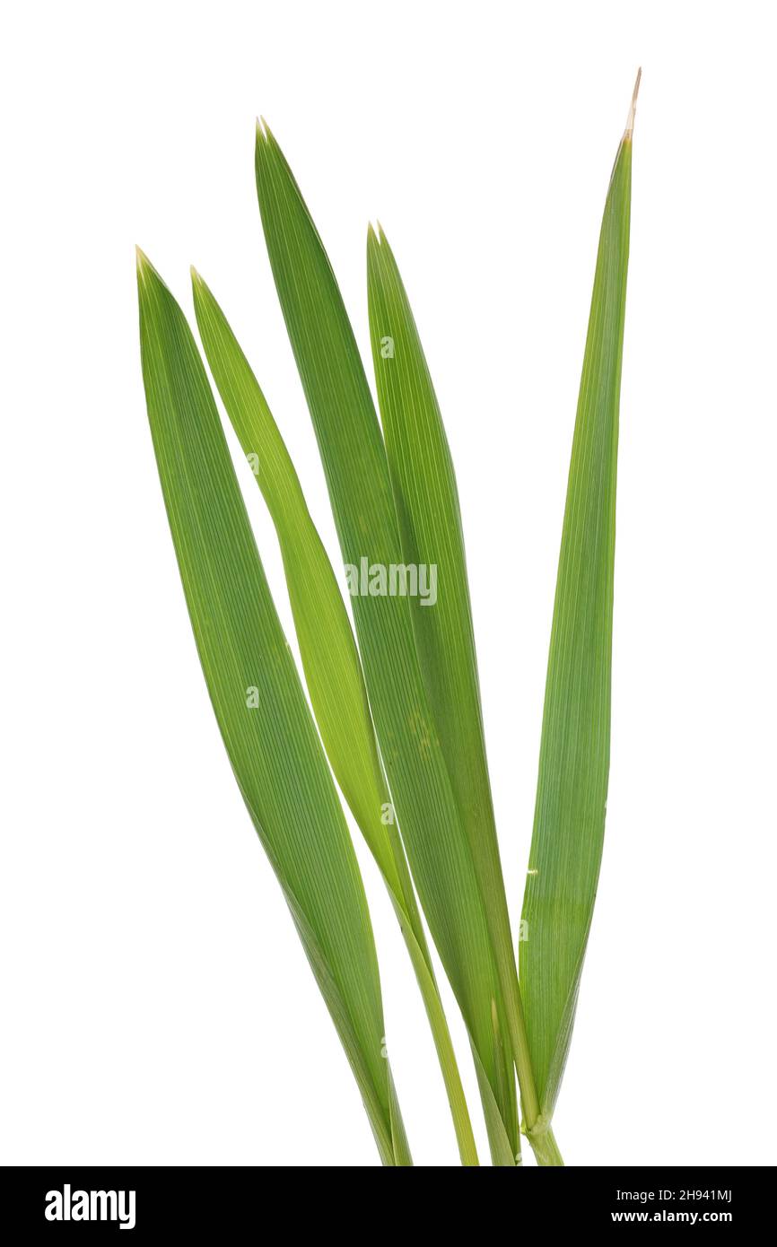 Green grass   isolated on  white  macro Stock Photo