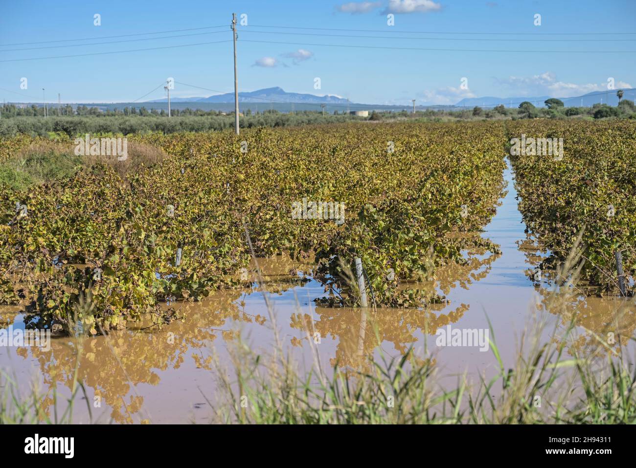 Überschwemmung wegen starker Regenfälle, Weinanbau nahe Castelvetrano, Sizilien, Italien Stock Photo
