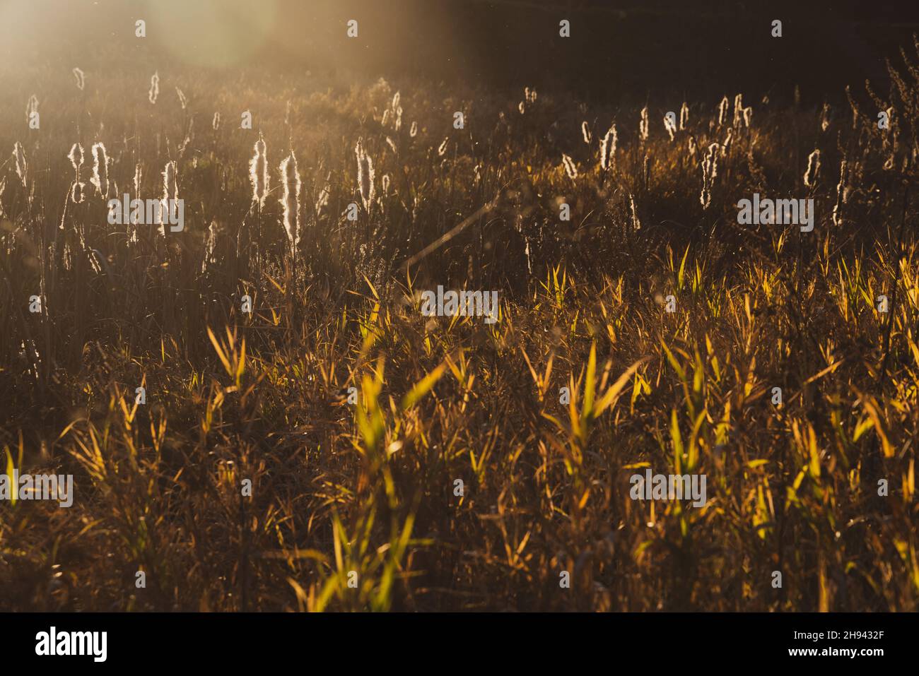 Dry grasses hi-res stock photography and images - Alamy